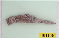 藏品(眼眶魚第一支撐骨化石)的圖片